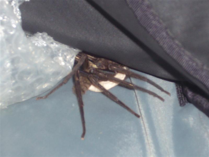 Travel - India - Himachal Pradesh - Manali - Pet Spider